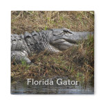 Florida Gator magnets