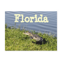 Florida Gator Postcard by Mrsphillips Florida Gator Postcard