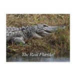 Florida Gator Post Card