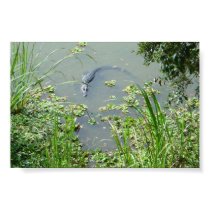 Florida Gator posters by JJhonson Florida Gator posters