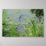 Florida Gator posters