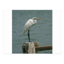 Florida Heron Postcards
