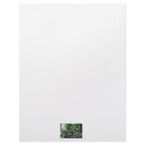 Florida Jaguar looking back lying down Personalized Letterhead