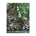 Florida Jaguar looking back lying down Postcards