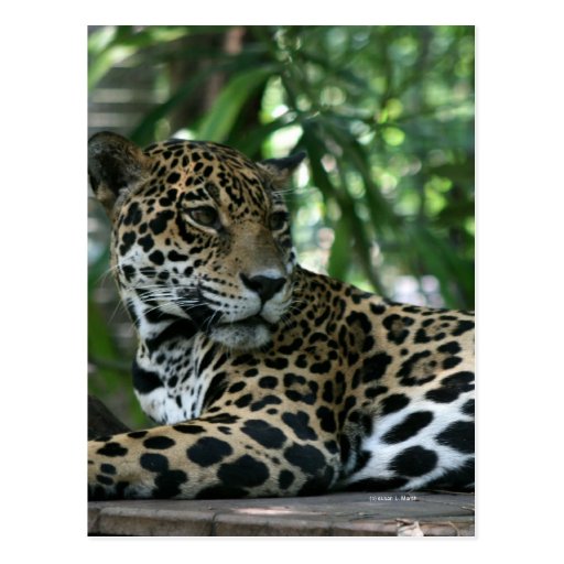 Florida Jaguar looking back lying down Postcards
