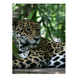 Florida Jaguar looking back lying down Postcards