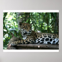 Florida Jaguar looking back lying down Posters