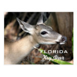 Florida deer hunting regulations