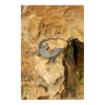 Florida Lizard posters