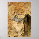Florida Lizard posters