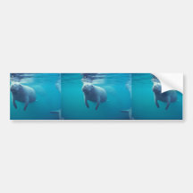 Florida Manatee Bumper Stickers