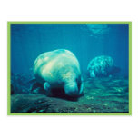 Florida Manatee Post Card