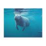 Florida Manatee Postcards