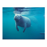Florida Manatee Postcards