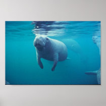 Florida Manatee Poster