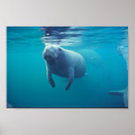 Florida Manatee Poster