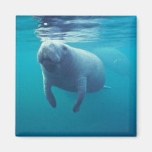 Florida Manatee Refrigerator Magnet