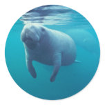 Florida Manatee