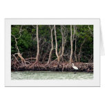 Florida Mangroves Cards