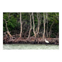 Florida Mangroves posters