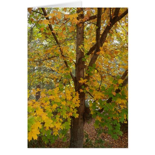 Florida Maple Changing Color Greeting Card