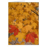 florida, tree, maple, fall, autumn, foliage