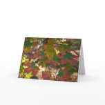 Florida Maple near Christmas Cards