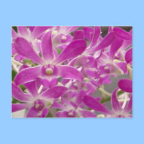 florida orchids postcards