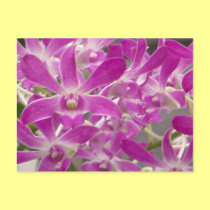 florida orchids postcards