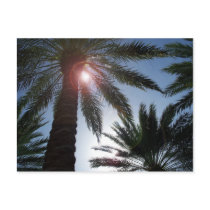Florida Palm Trees in the Sun Post card postcards