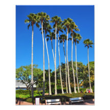 Florida Palm Trees Photograph
