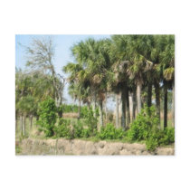 florida palm trees postcards