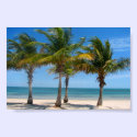 Florida palm trees print
