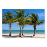 Florida palm trees print