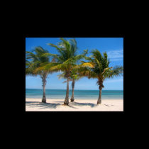 Florida palm trees print posters