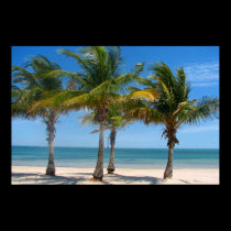 Florida palm trees print posters