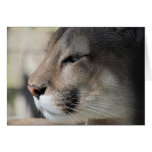 Florida Panther Birthday Card