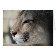 Florida Panther Birthday Card
