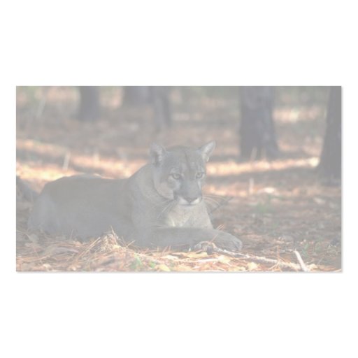 Florida """"Panther"""" (Cougar) lying down Business Card (back side)