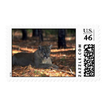 Florida """"Panther"""" (Cougar) lying down Postage Stamps