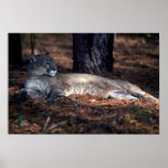 Florida """"Panther"""" (Cougar) lying down Posters