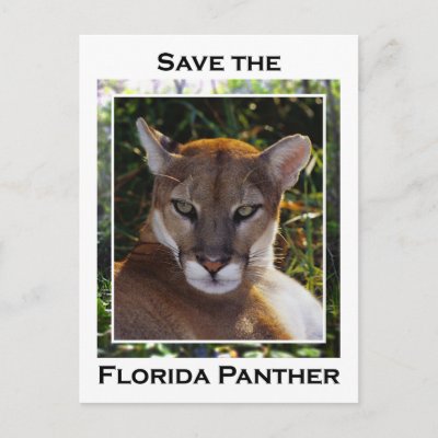 Florida Panther Postcard