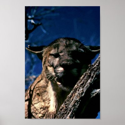 florida panthers animal. Florida Panther. Animal Park