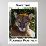Florida Panther Posters