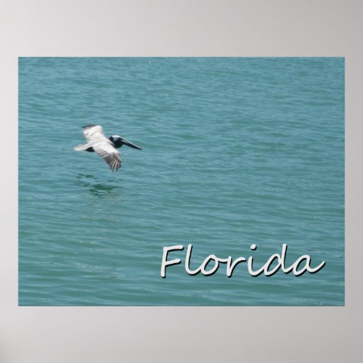 Florida Pelican Flight Poster