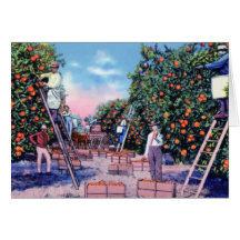 Florida Picking Oranges Cards