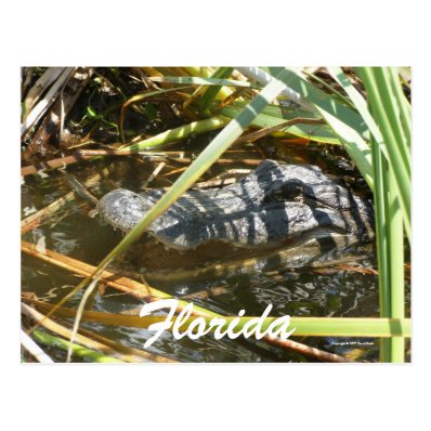 Florida Postcards