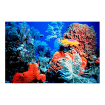 Florida Reef Poster