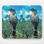 Florida Scrub Jay Mouse Pads