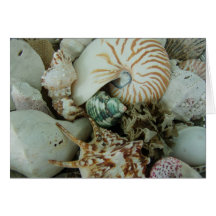 Florida Sea Shells Cards